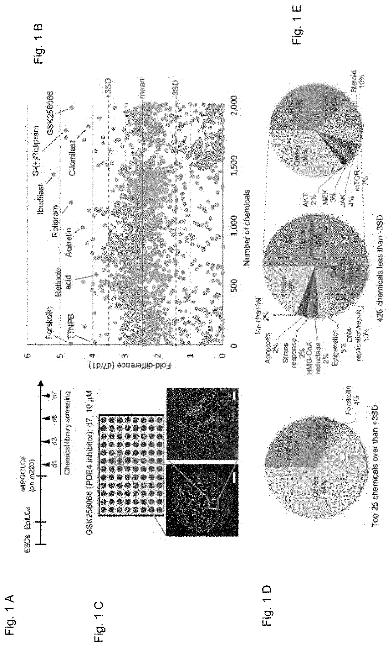 Maintenance-and-amplification method and differentiation induction method for primordial germ cells/primordial germ cell-like cells