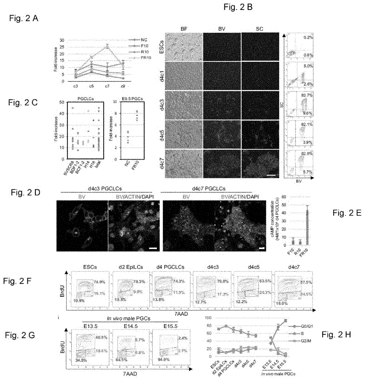 Maintenance-and-amplification method and differentiation induction method for primordial germ cells/primordial germ cell-like cells