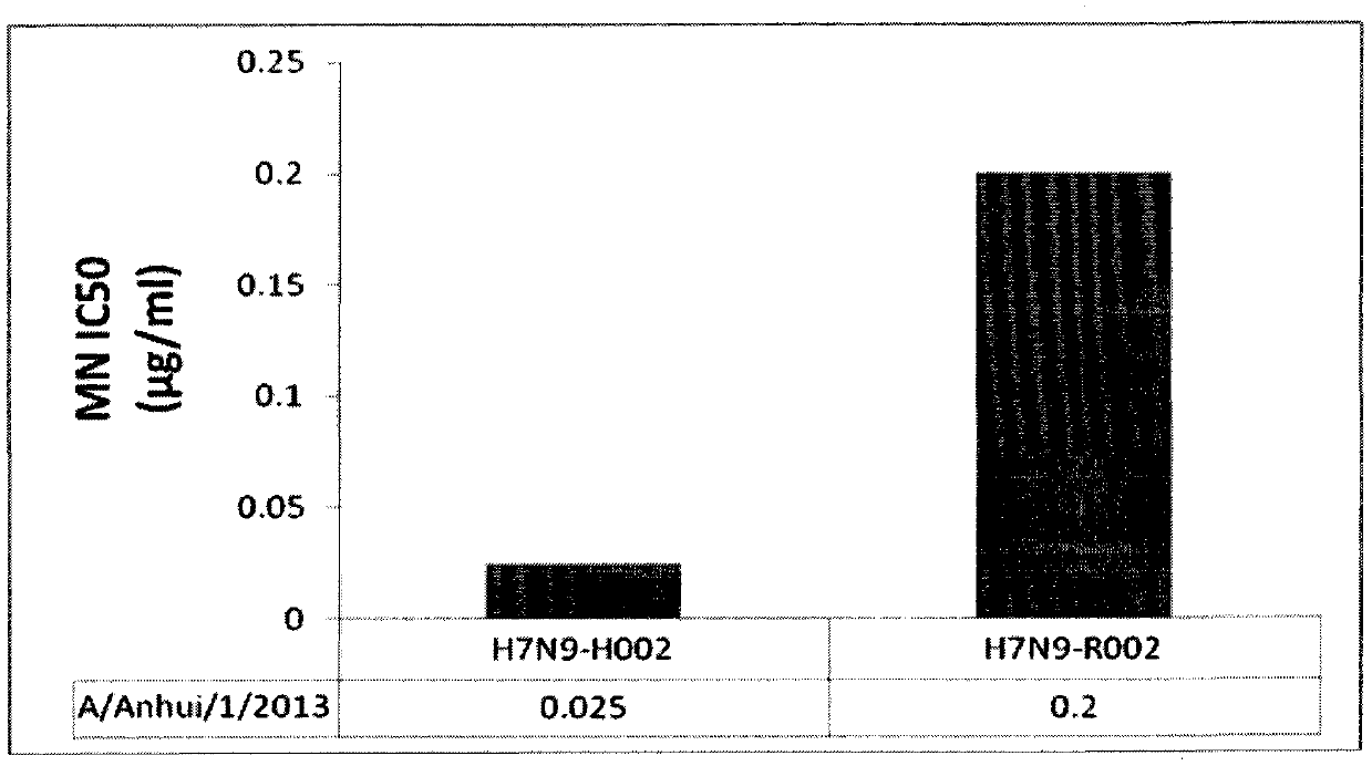 Antibody neutralizing human infected H7N9 influenza A virus and use thereof