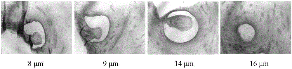 Paraffin section method used for effectively observing anatomical structure of pistil of elaeis guineensis jacq