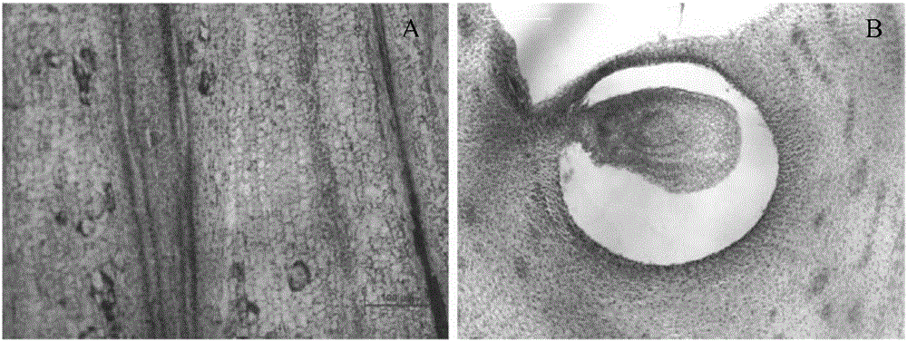 Paraffin section method used for effectively observing anatomical structure of pistil of elaeis guineensis jacq