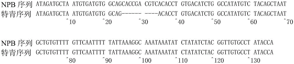 Molecular marker for rice grain amylose content micro-control gene ISA and application thereof