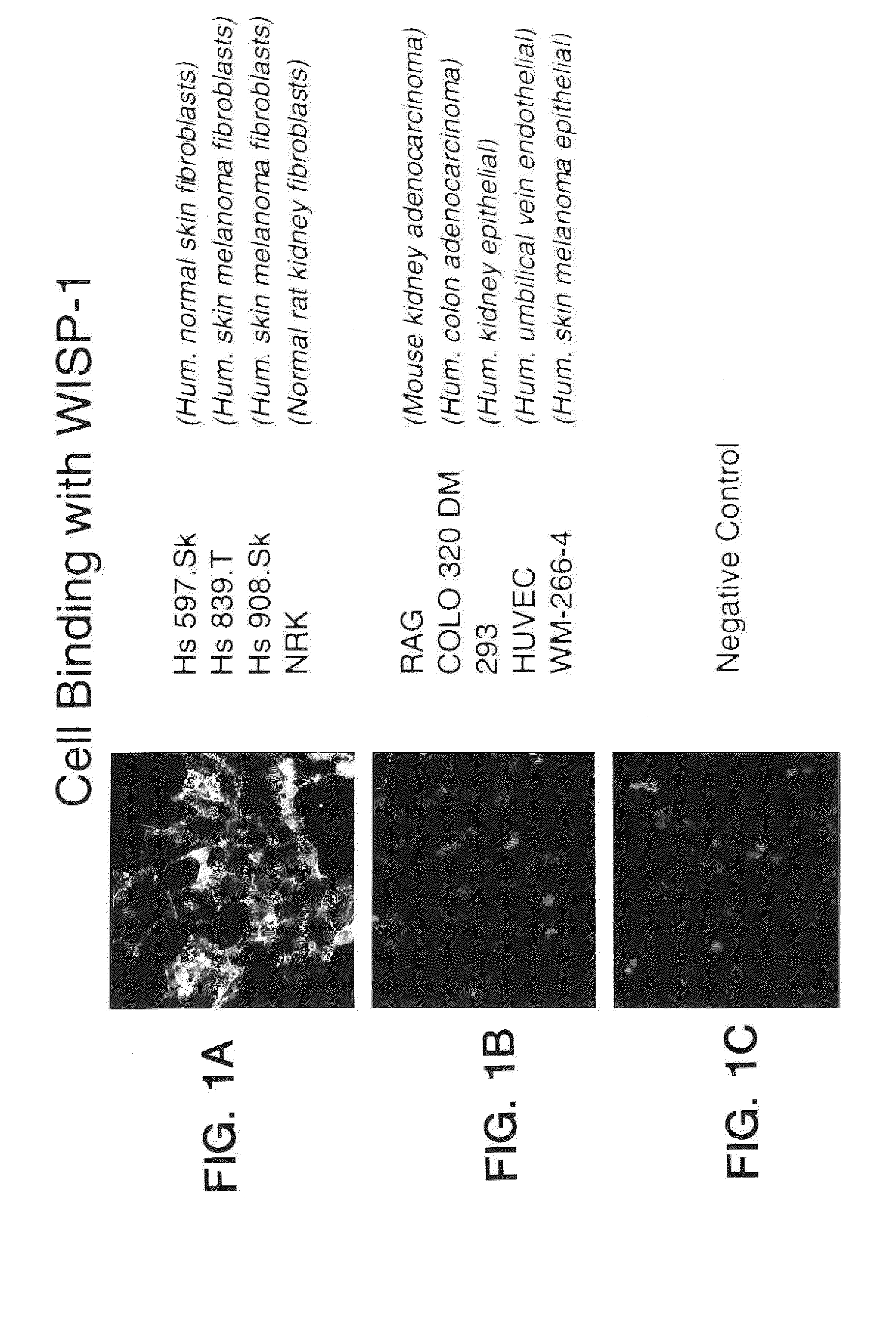 Methods of treatment using wisp polypeptides