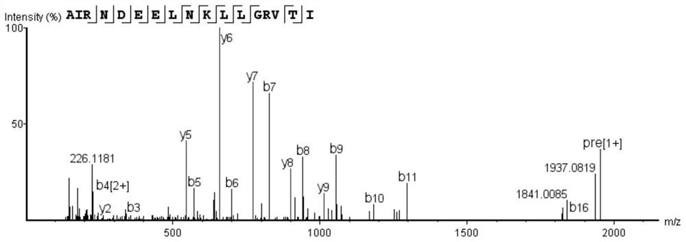 Bioactive peptide with amino acid structure AIRNDEELNKLLGR as well as preparation method and application of bioactive peptide