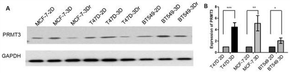 Application of arginine methyltransferase 3 in breast cancer diagnosis and treatment