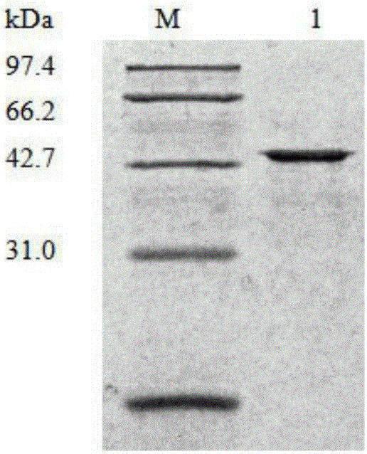Surface modified lipidosome as well as preparation method and application thereof