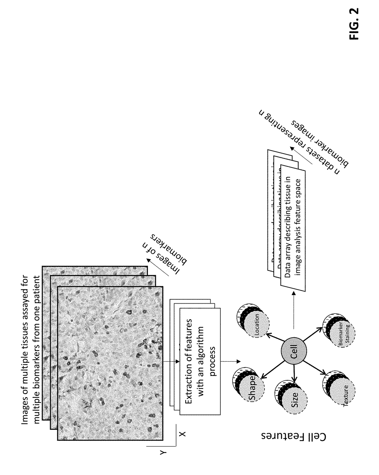 Method for scoring pathology images using spatial analysis of tissues