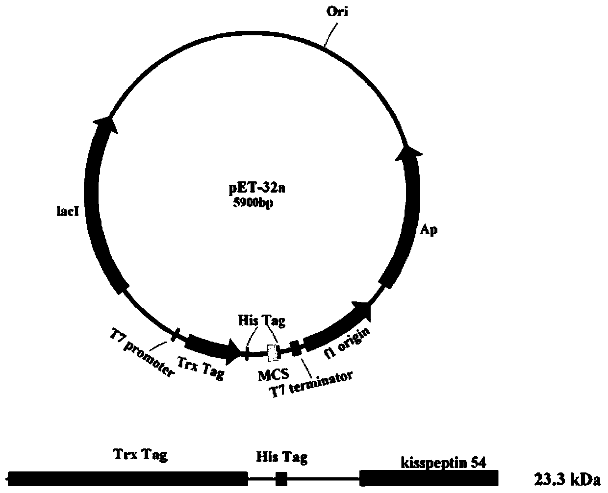 Flounder neuropeptide and its application