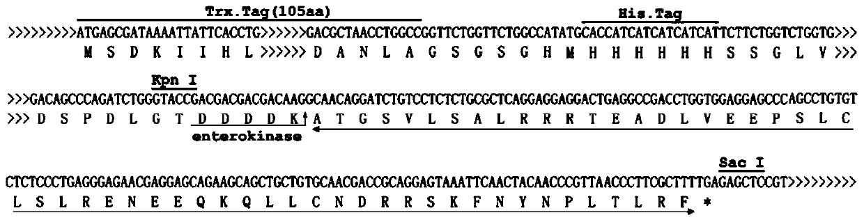 Flounder neuropeptide and its application