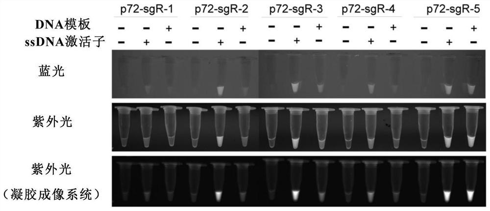 Visual rapid nucleic acid detection method and application based on CRISPR-Cas12a system