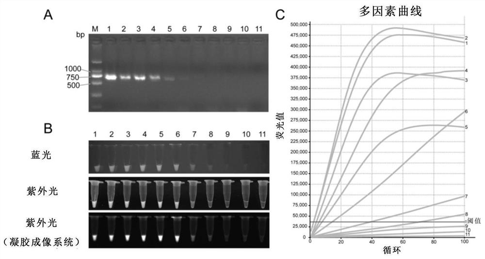 Visual rapid nucleic acid detection method and application based on CRISPR-Cas12a system