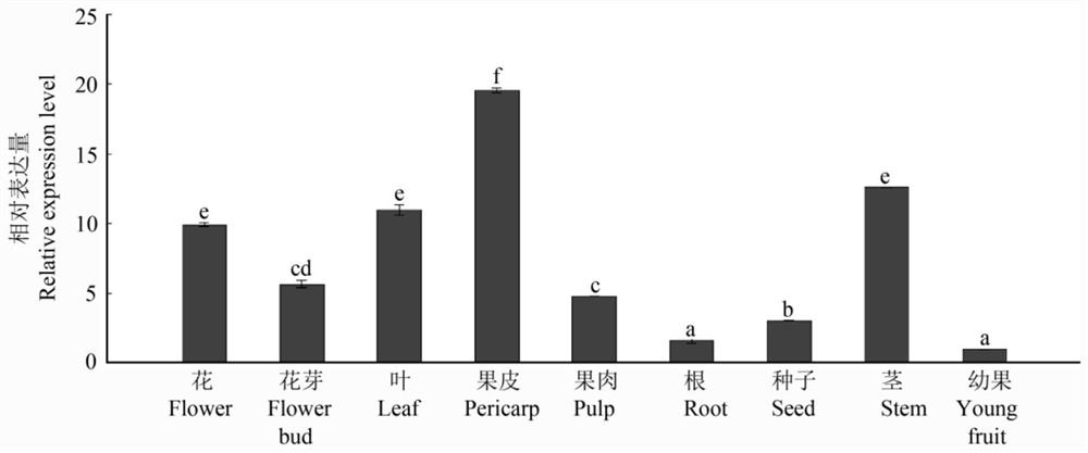 A longan flowering regulation gene dlerf23 and its protein and application