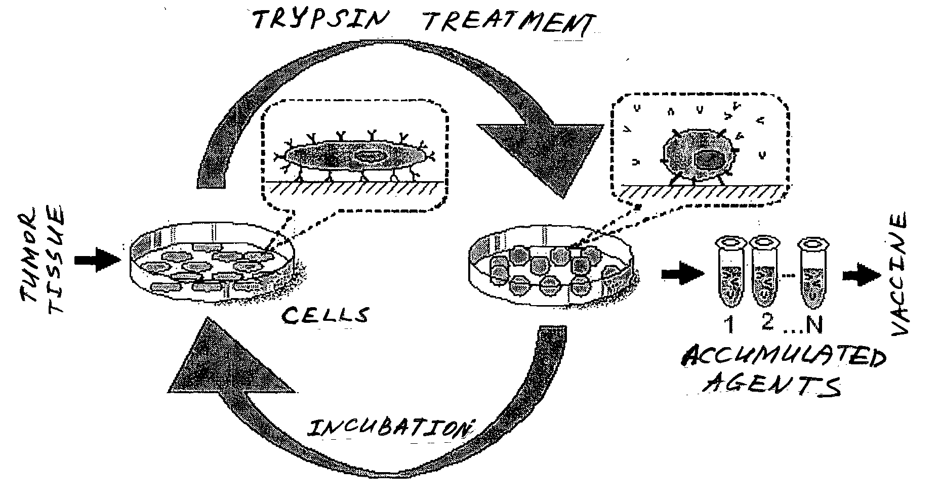 Method for producing an antitumoral vaccine based on surface endothelial cell antigens