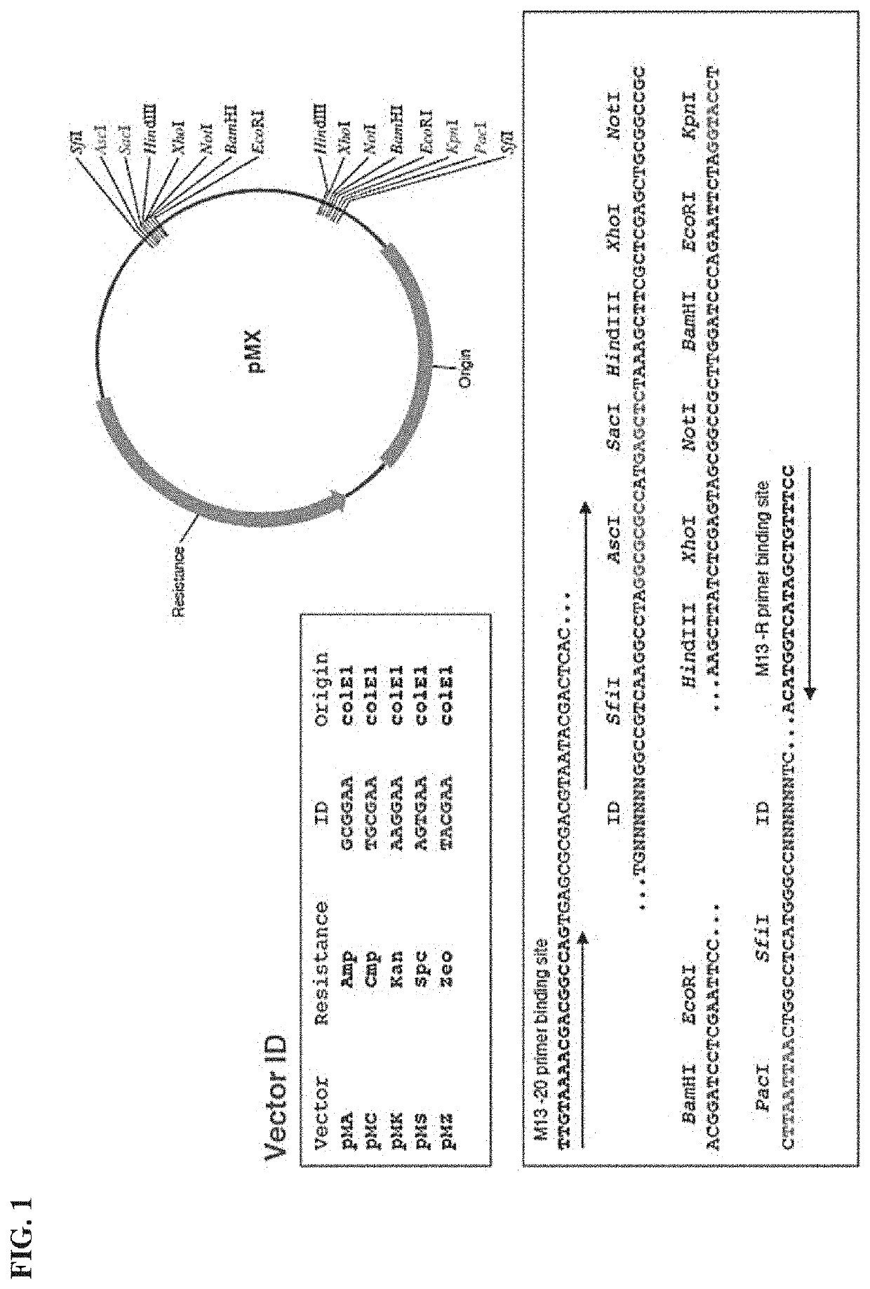 Method of producing pharmaceutical compositions comprising immunogenic chikungunya virus chikv-delta5np3