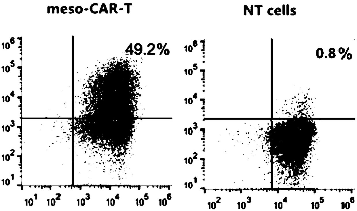 Construction and application of chimeric antigen receptor-T (CAR-T) cells capable of targeting mesothelin and carrying PD-L1 blocking agent