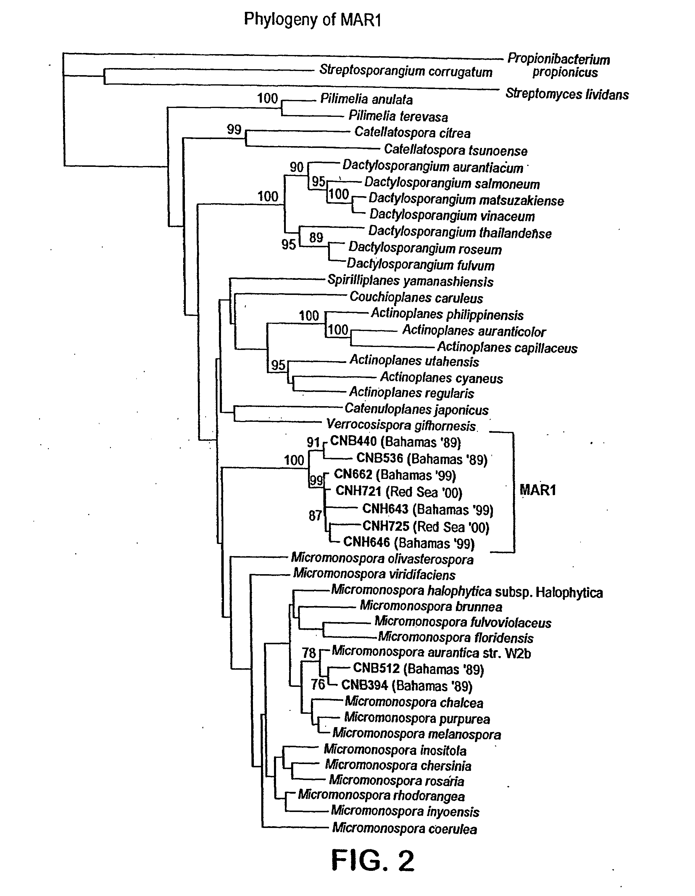 Salinosporamides and methods for use thereof