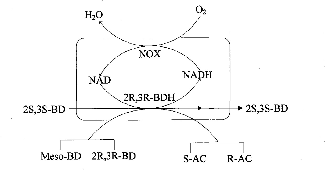 Gene recombination bacterium and application thereof in preparing chiral pure acetoin and 2,3-butanediol