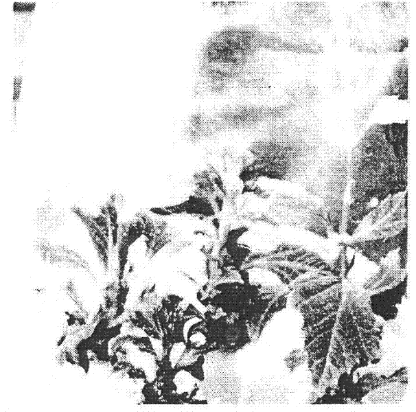 Chinar tissue culture method suitable for Agrobacterium rhizogenes mediation