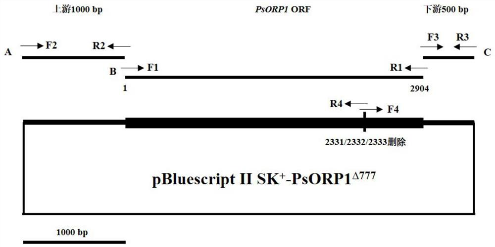 A Fluthiapiprofen Resistance Screening Marker for Genetic Transformation of Phytophthora sojae