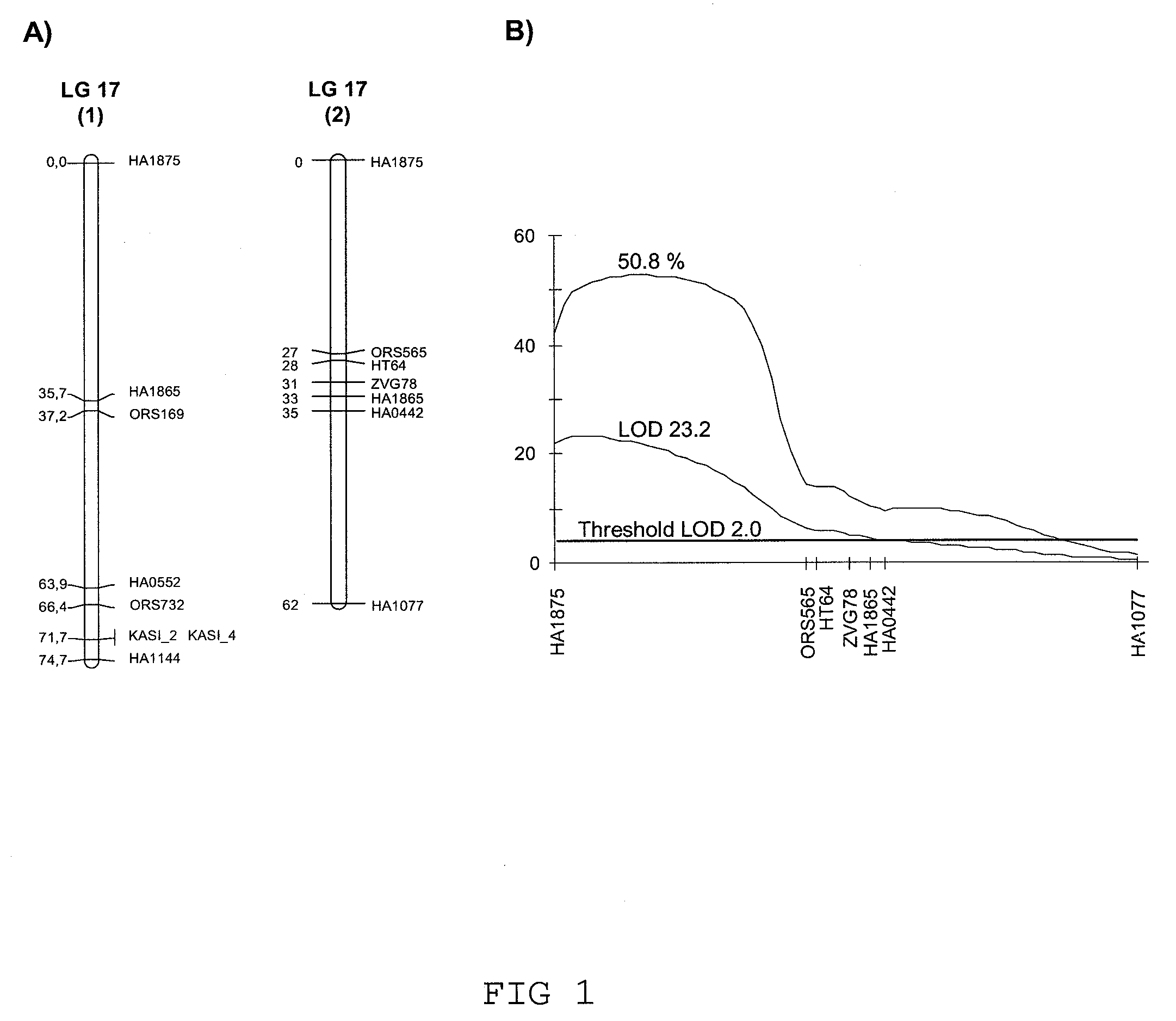 Low saturated-fat sunflower and associated methods