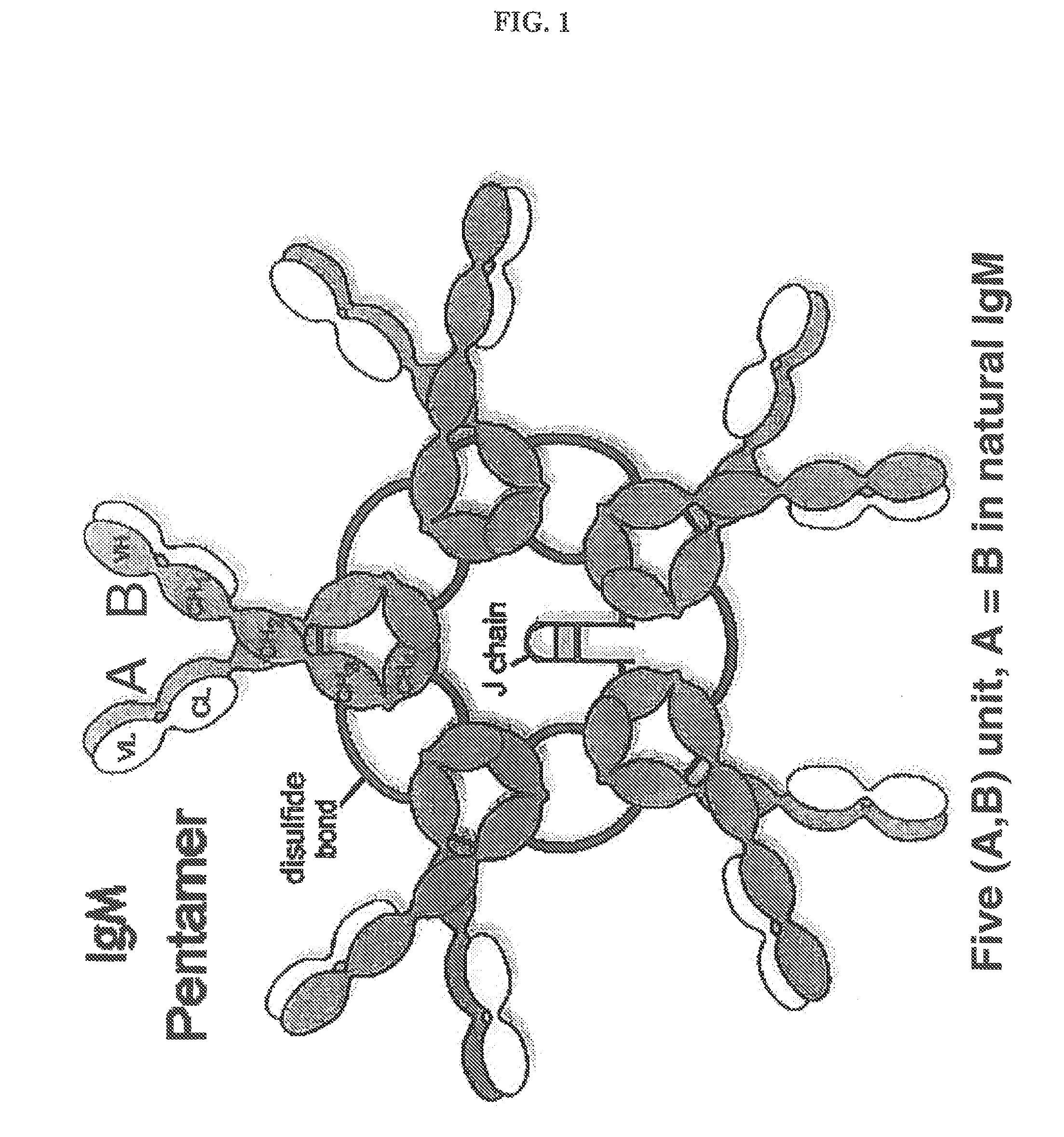 Constant chain modified bispecific, penta- and hexavalent ig-m antibodies