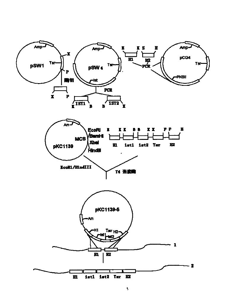 Gene series technology for increasing main component content of gene engineering isovaleryl selectomycin