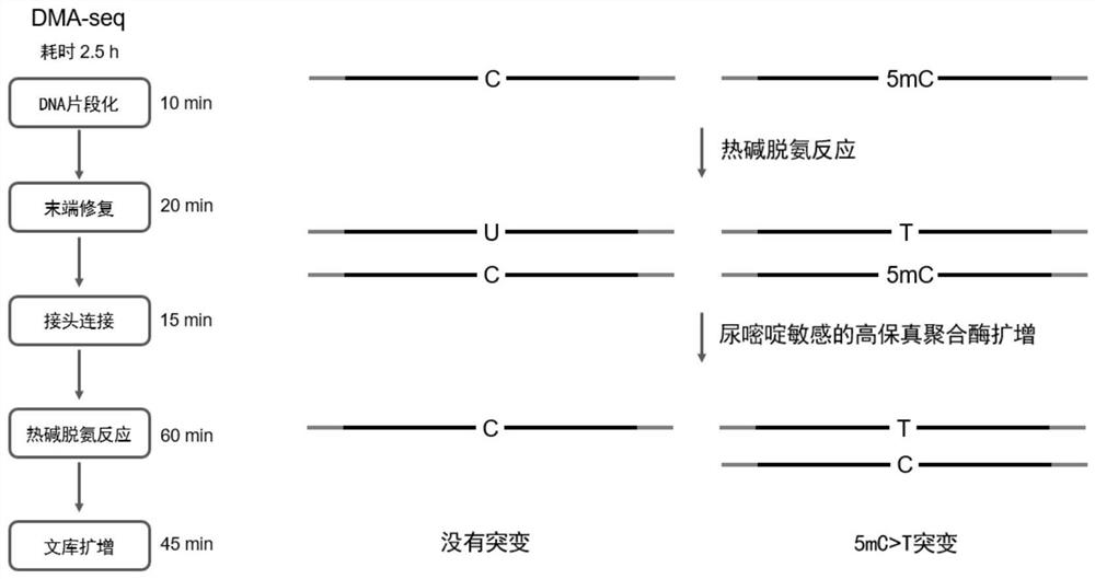 Simple and convenient high-throughput DNA methylation detection method