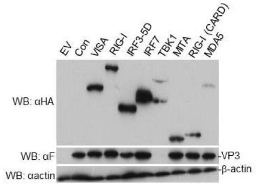 Application of TBK1 as E3 ubiquitin ligase