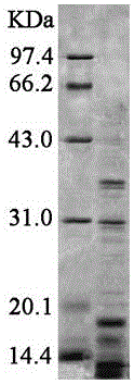 Method for acquiring two-dimensional electrophoretogram of nectar protein of liriodendron tulipifera by aid of two-dimensional electrophoresis system