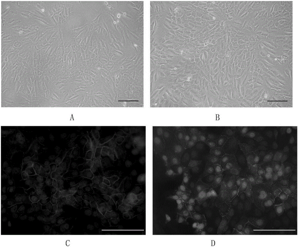 Method for inducing and differentiating precursor cells of human skin source into corneal endothelial cells