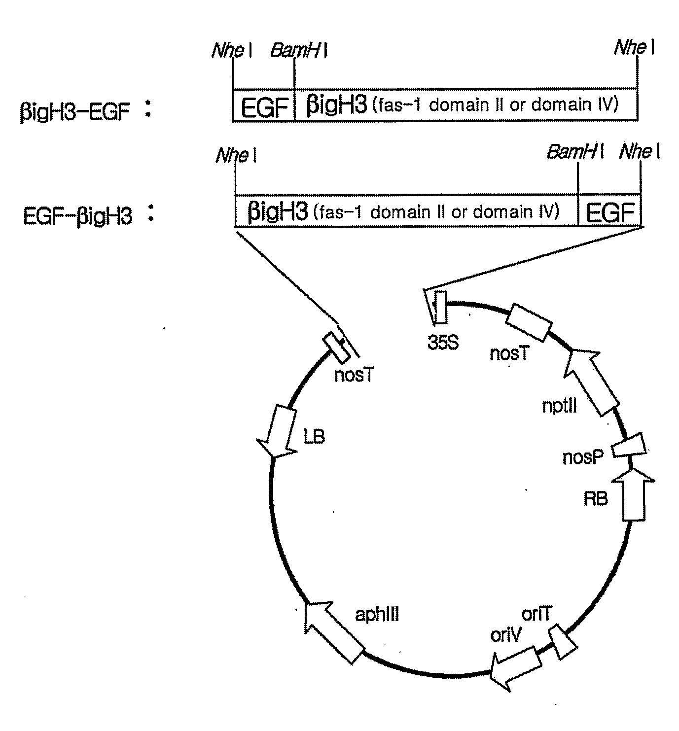 Method for Producing Epidermal Growth Factor Using Fusion Proteins Comprising Fas-1 Domain