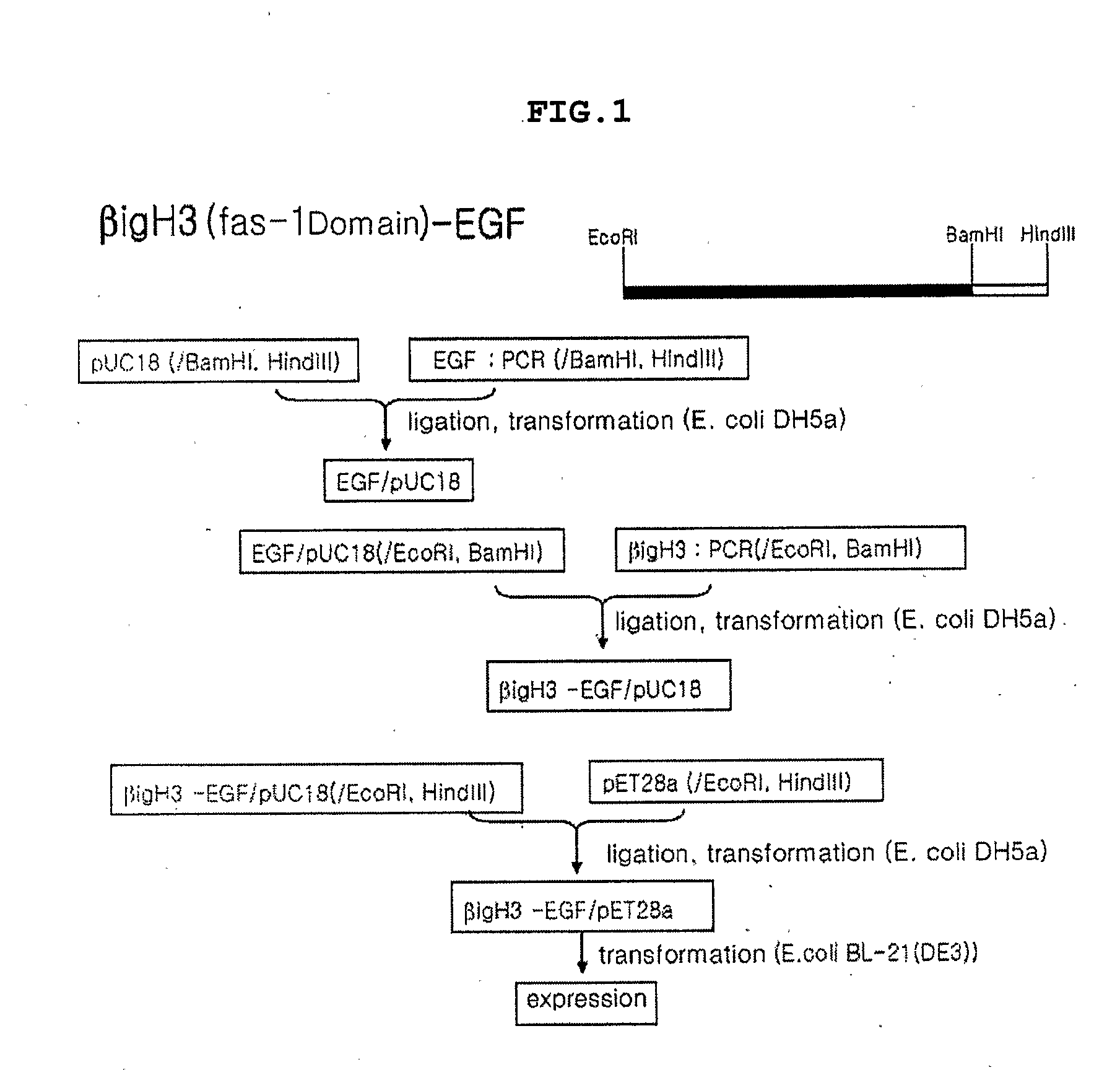 Method for Producing Epidermal Growth Factor Using Fusion Proteins Comprising Fas-1 Domain