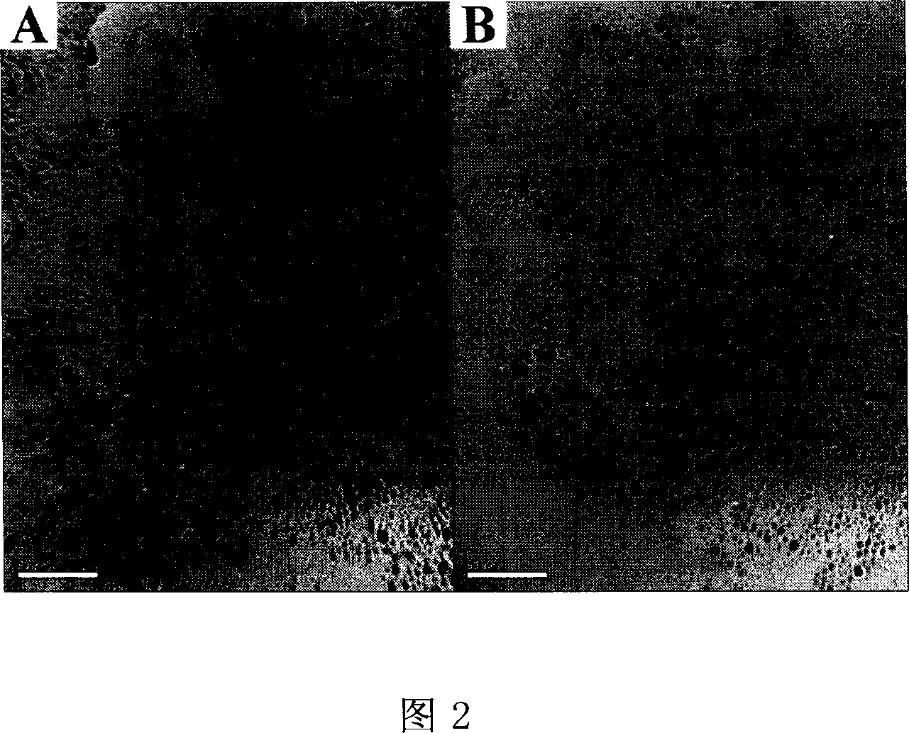 Method for preparing double soluble noble metal nano particle