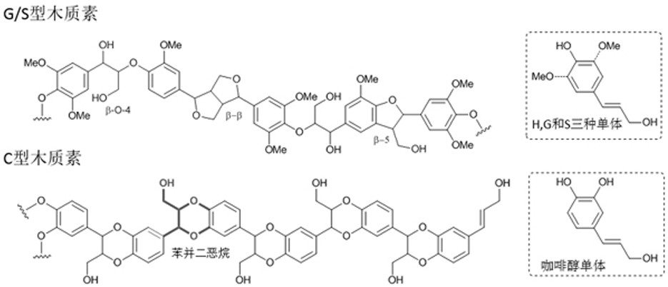 Method for separating C-type lignin and G/S-type lignin from Euphorbiaceae plant seed coats