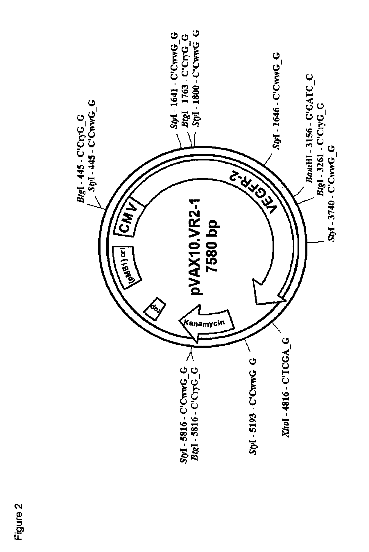Method for producing high yield attenuated <i>Salmonella </i>strains