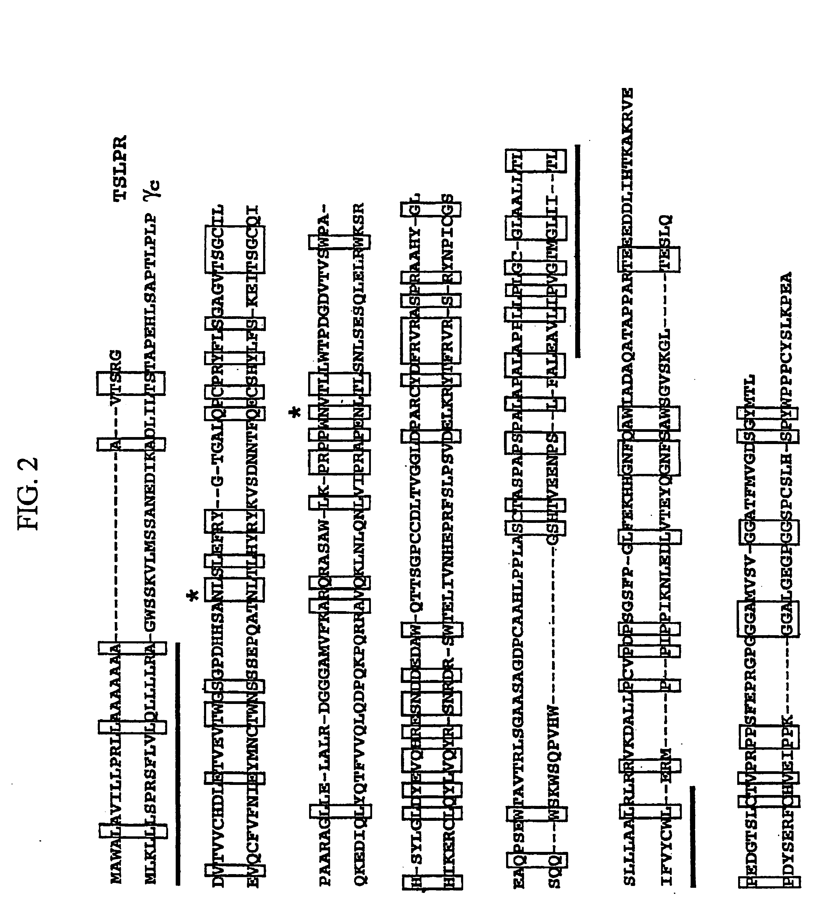 Thymic stromal lymphopoietin receptor molecules and uses thereof
