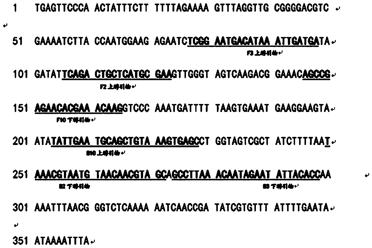 LAMP primer composition and detection method for detecting ganoderma pseudoferreum