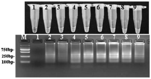 LAMP primer composition and detection method for detecting ganoderma pseudoferreum