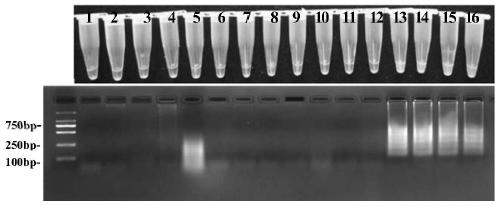 LAMP primer composition and detection method for detecting ganoderma pseudoferreum