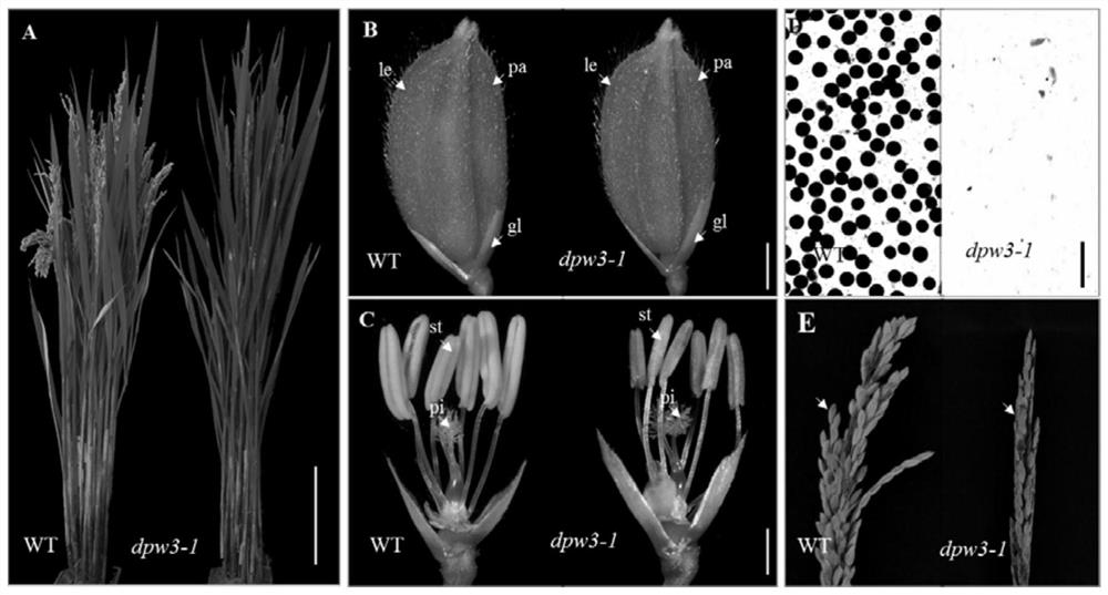 Application of male sterility gene osdpw3 and method for restoring rice fertility