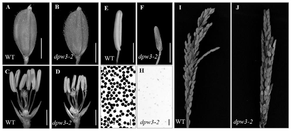 Application of male sterility gene osdpw3 and method for restoring rice fertility