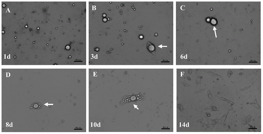 Method for inducing differentiation of porcine dedifferentiated adipocytes to form skeletal muscle cells