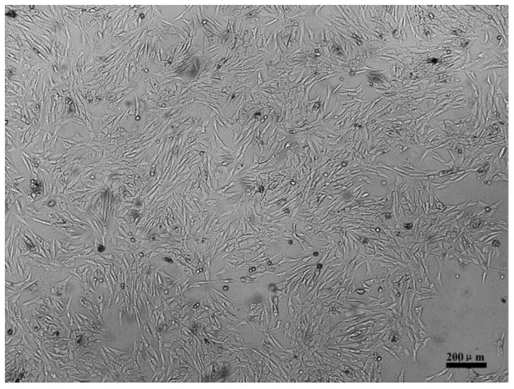 Method for inducing differentiation of porcine dedifferentiated adipocytes to form skeletal muscle cells