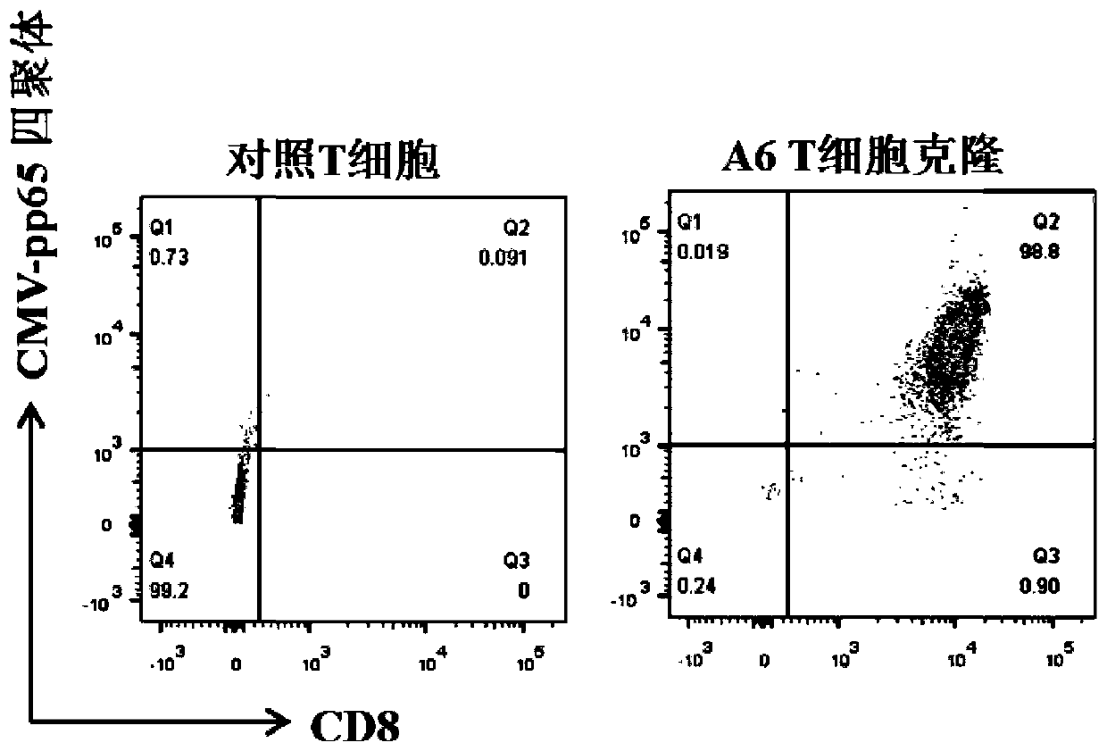 TCR for identifying human cytomegalovirus pp65 antigen