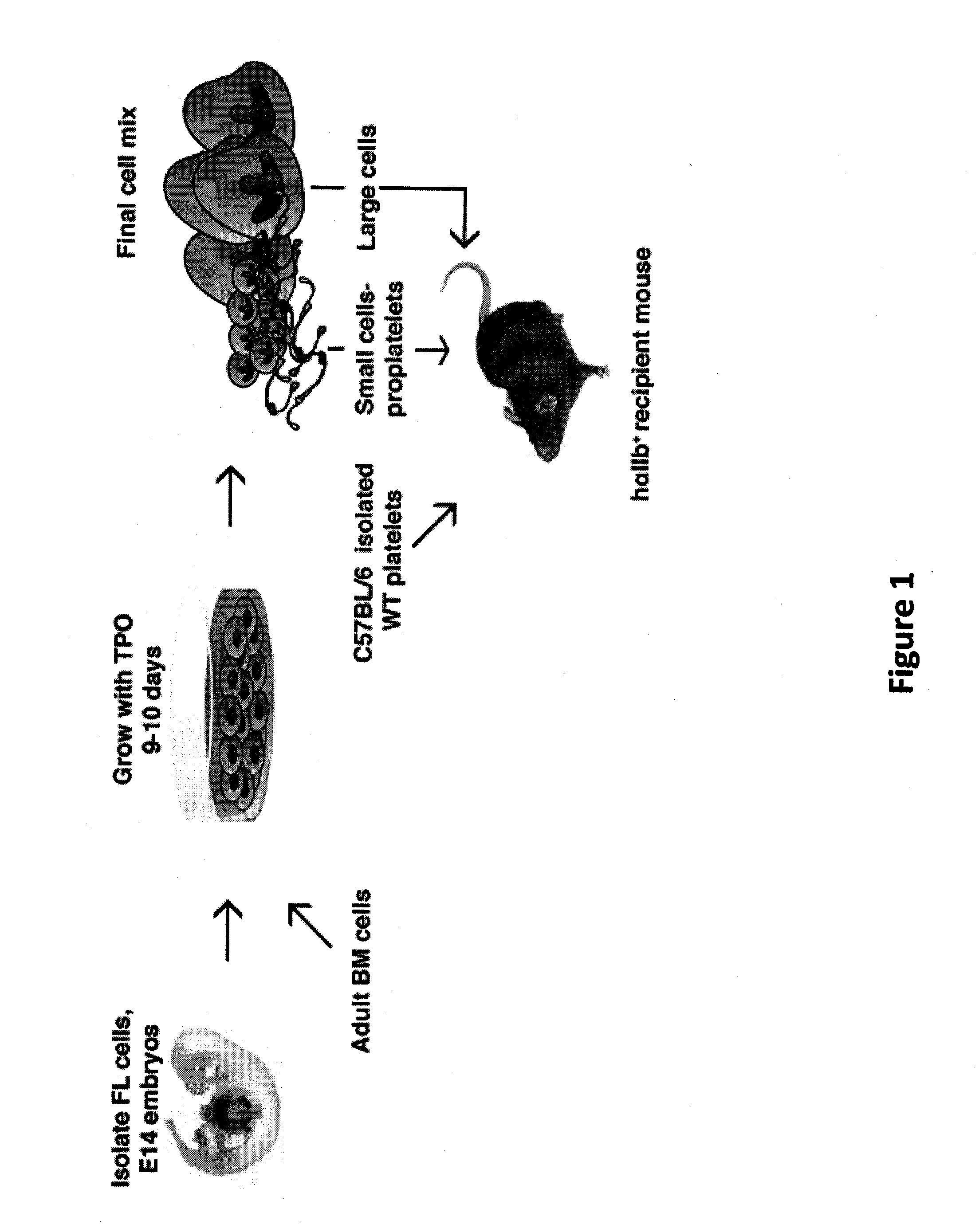 Compositions and Methods for the Generation of Platelets and Methods of Use Thereof