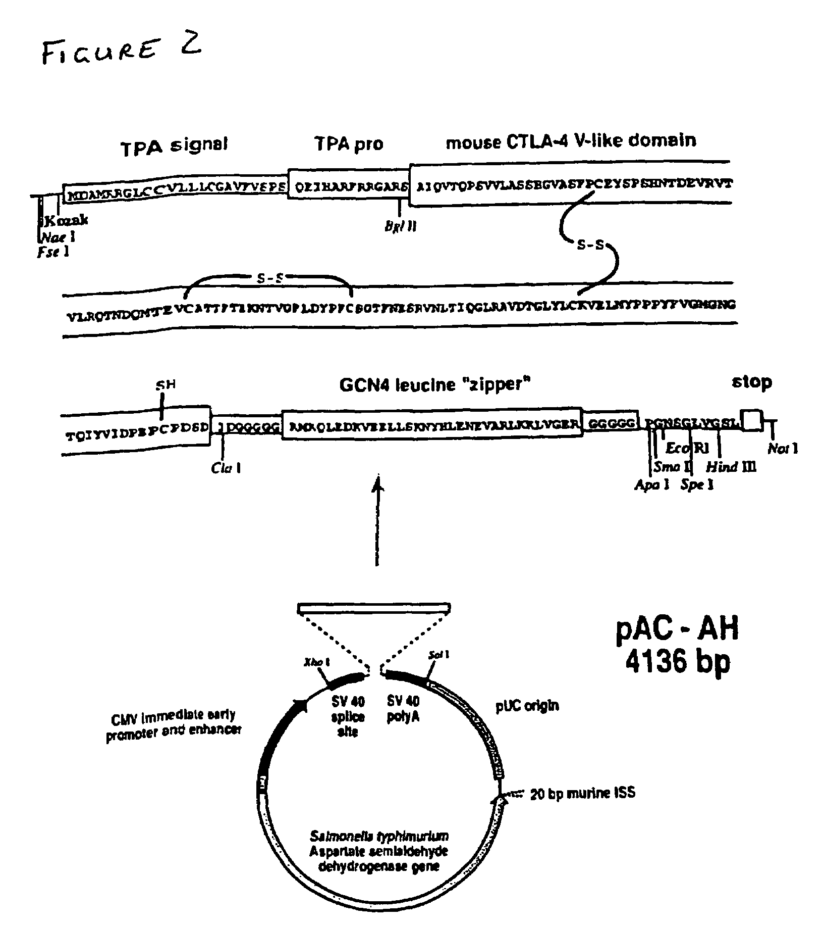 Nucleic acid vectors for immunization