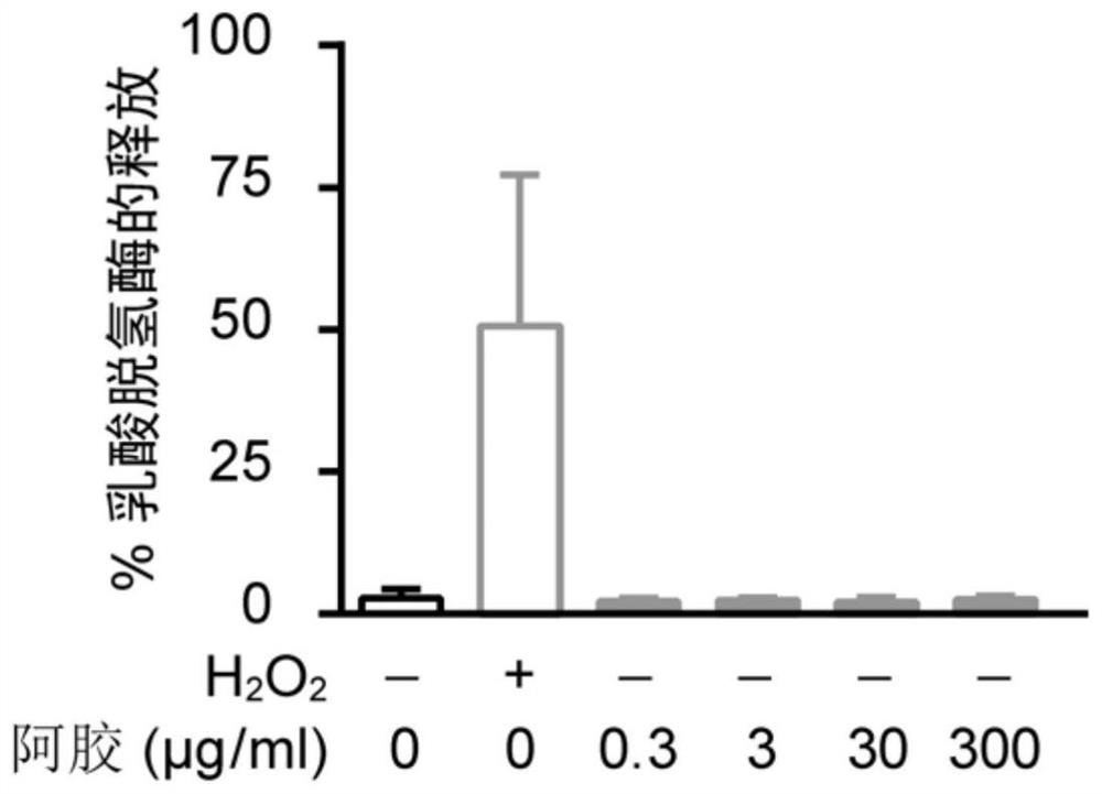 Application of donkey-hide gelatin in products for relieving cell oxidative stress damage
