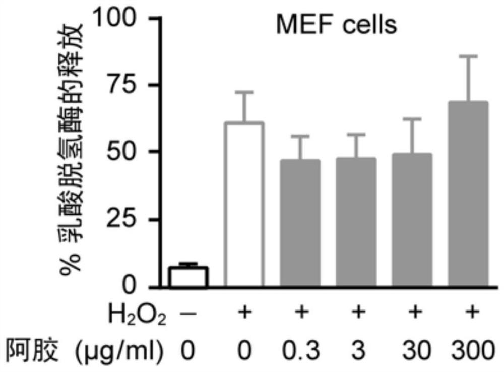 Application of donkey-hide gelatin in products for relieving cell oxidative stress damage