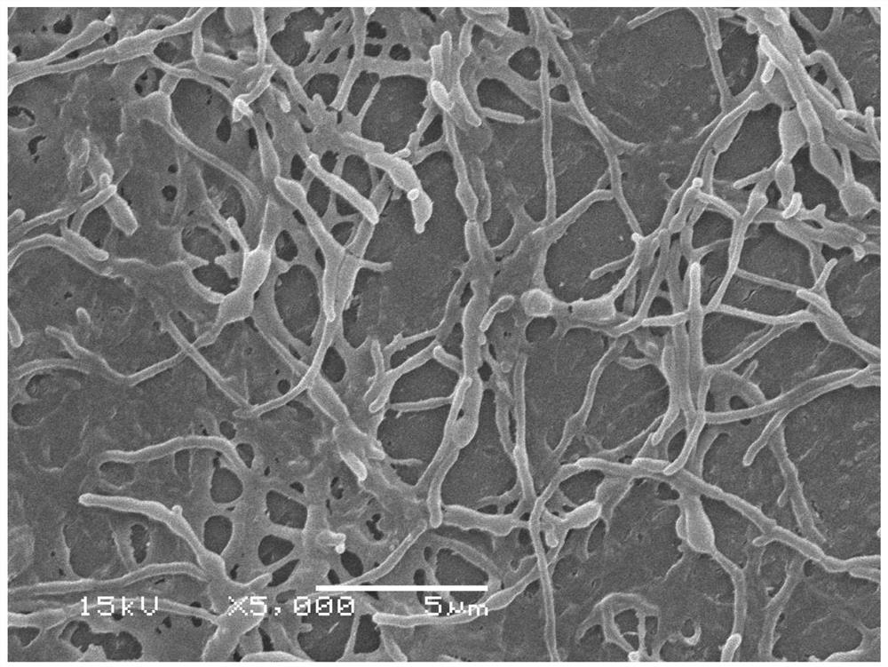 A marine micromonospora strain fermenting high-yielding rakicidin G and its application