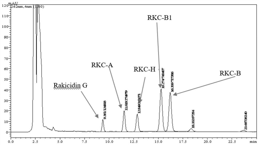 A marine micromonospora strain fermenting high-yielding rakicidin G and its application